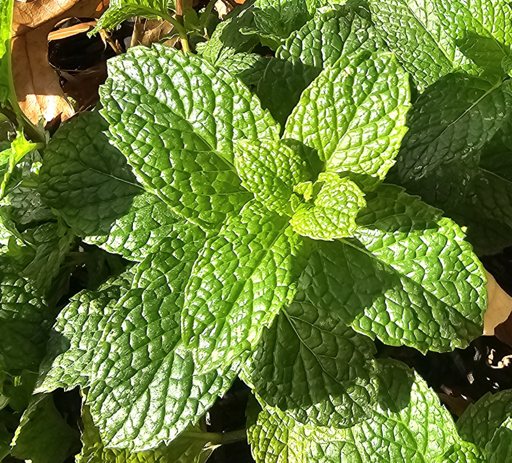 Homemade Mint Extract: A Simple DIY for Health, Flavor, and Savings