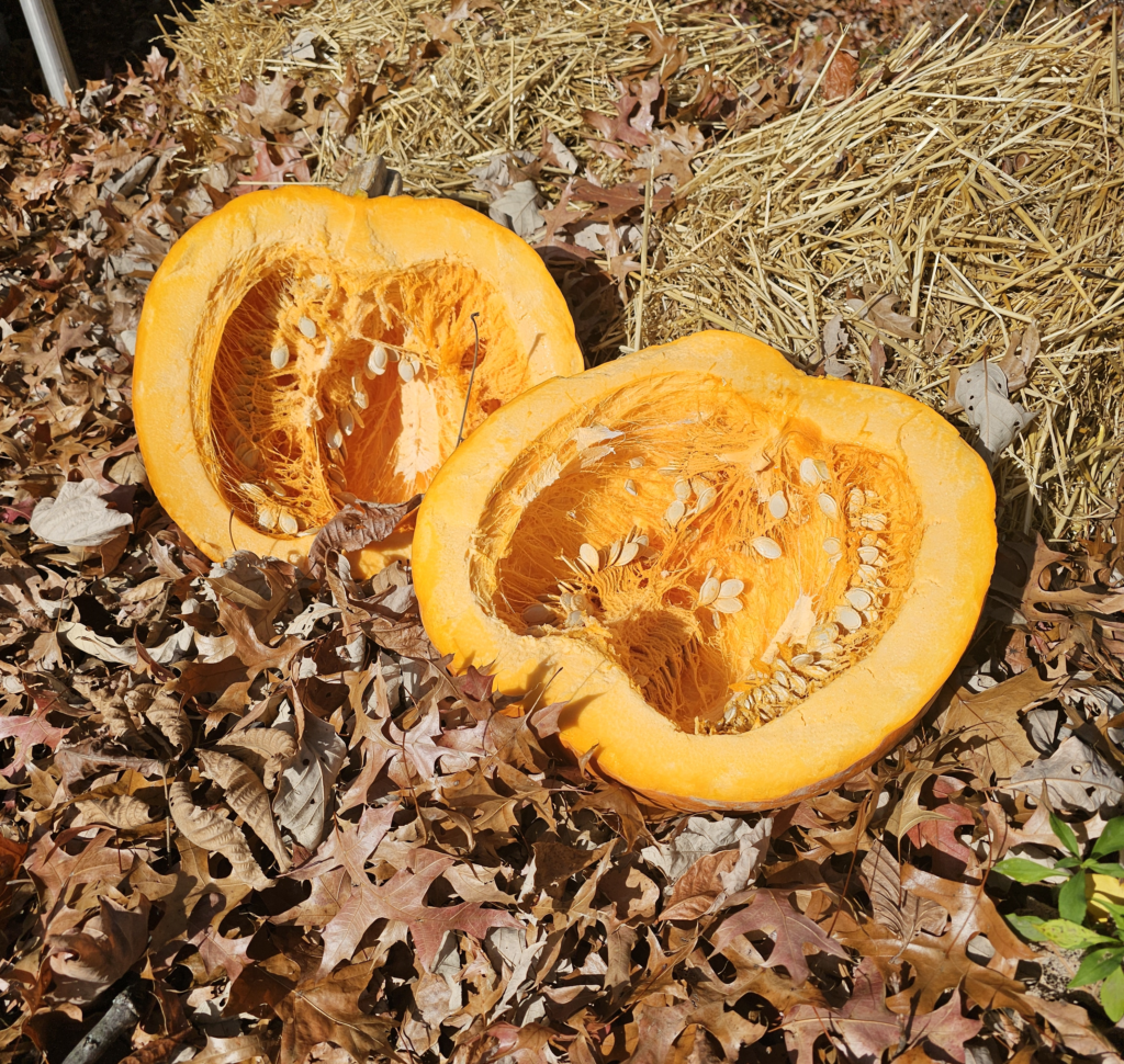 pumpkins for chickens