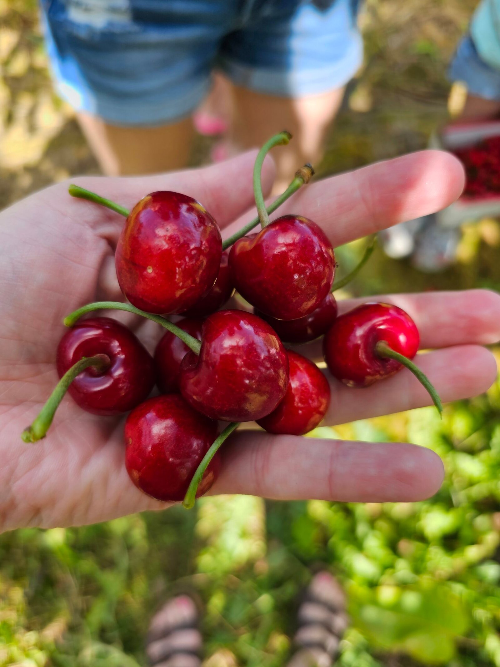 Freeze-Drying Freshly Picked Traverse City Cherries for Long-Term Storage