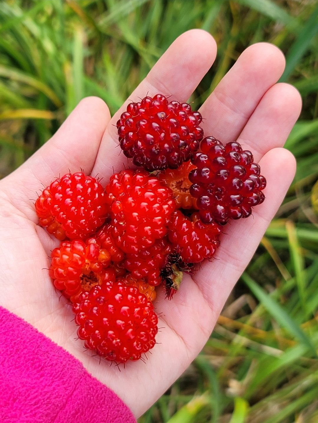 Wild, Sweet, and Healthy: How We Make Delicious Salmonberry Jam