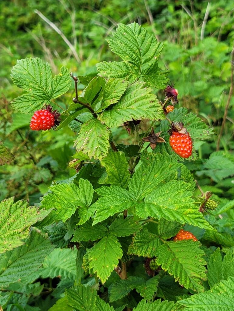 Salmon Berries: Discover Their Unique Flavor, Where to Find Them, and Surprising Health Benefits!