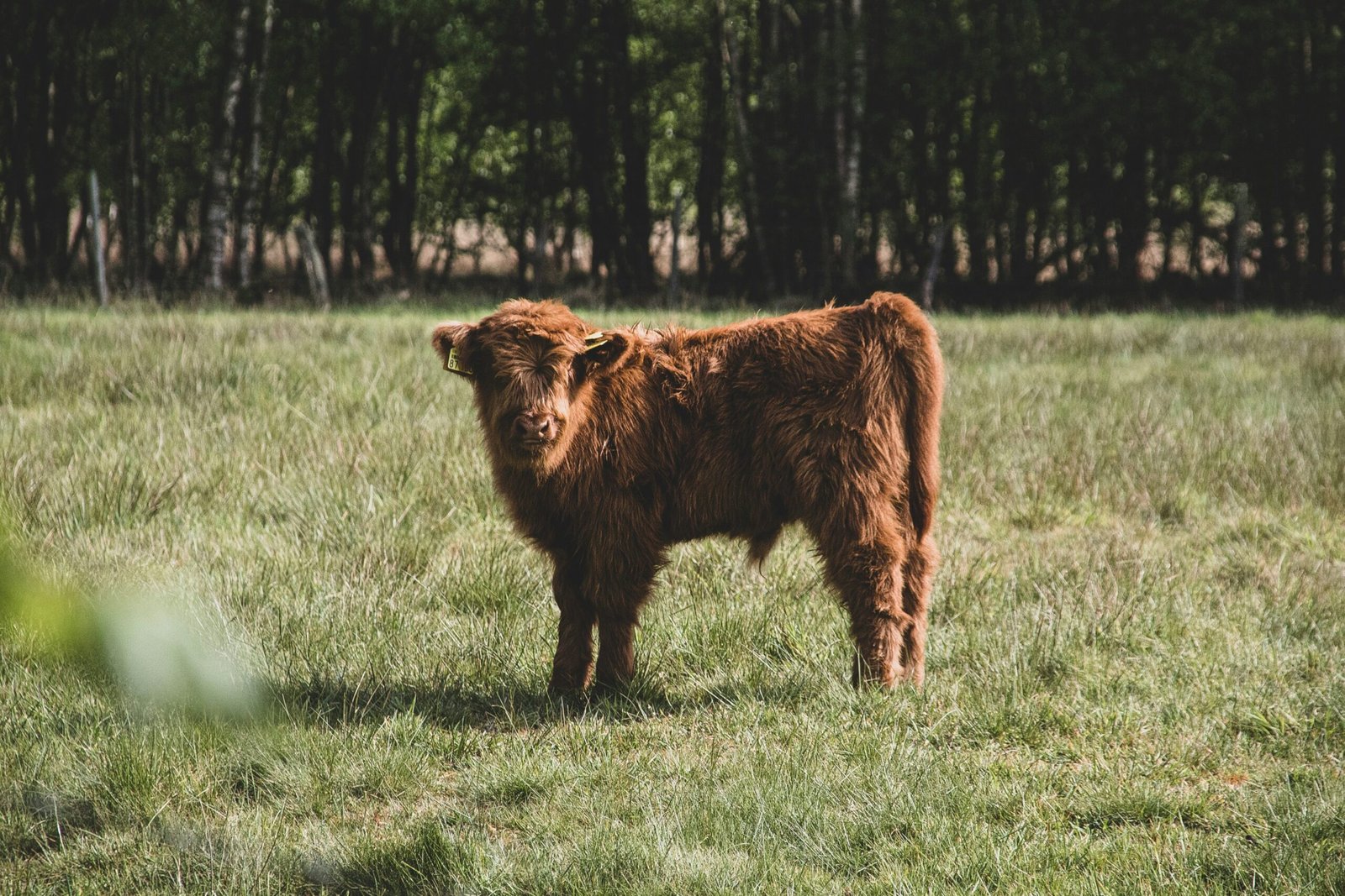 The Health Benefits of Choosing Raw Milk Over Store-Bought Alternatives